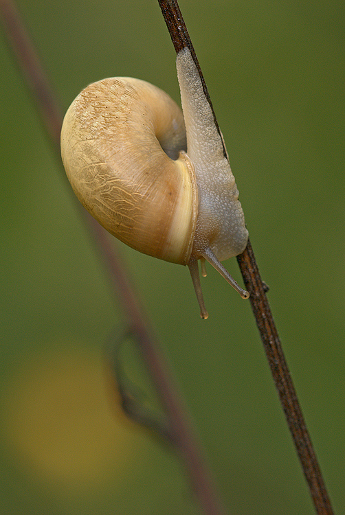 Monacha (Eutheba) cantiana - Sesto Fiorentino