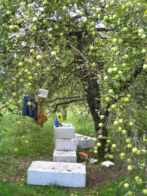 Limax dacampi dalle colline di Cellatica (BS)