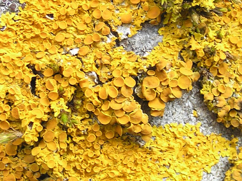 Licheni del Nord-Est della Sicilia Xanthoria parietina
