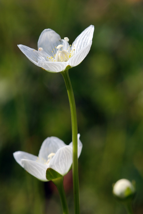 Parnassia palustris / Parnassia