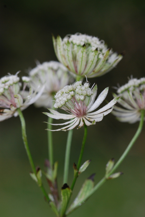 Astrantia major