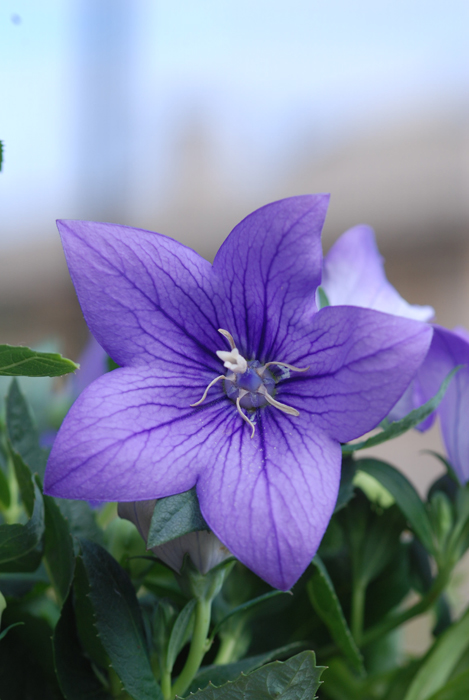 Platycodon grandiflorum
