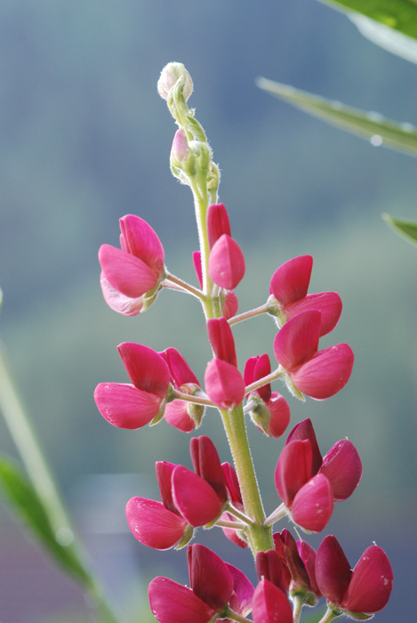 trovato in austria......Lupinus sp.