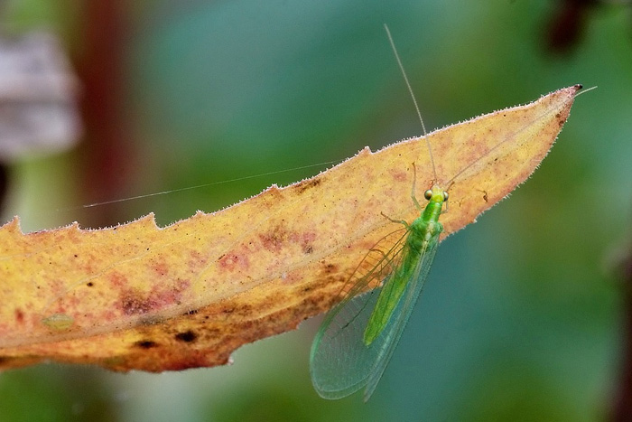 Chrysoperla carnea