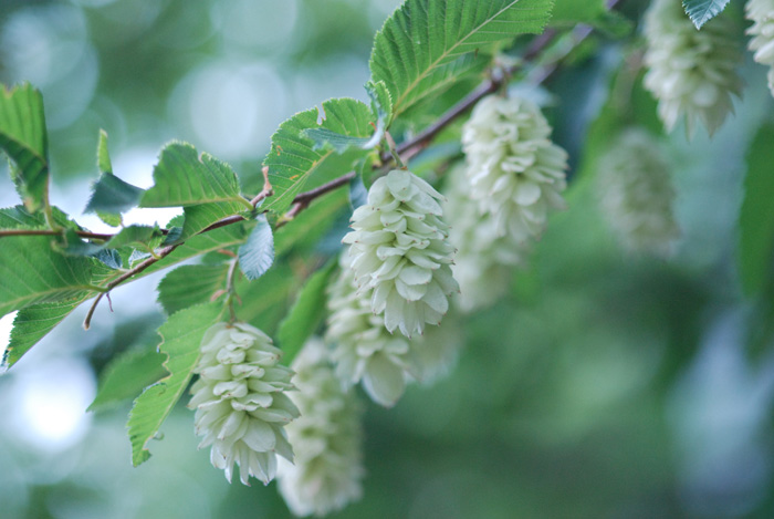 Ostrya carpinifolia