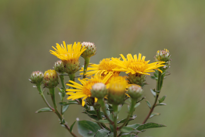 Inula germanica