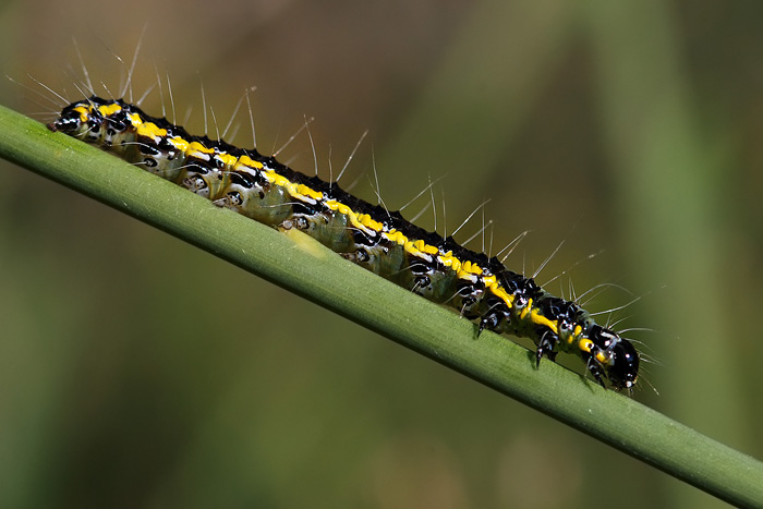 bruco di Uresiphita gilvata