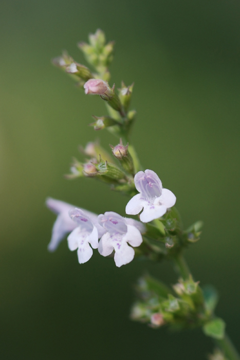 Calamintha nepeta