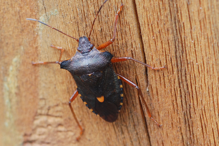 Tre eterotteri