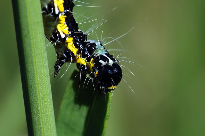 bruco di Uresiphita gilvata