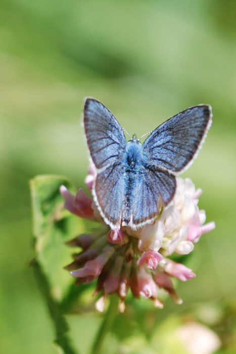 Cyaniris semiargus