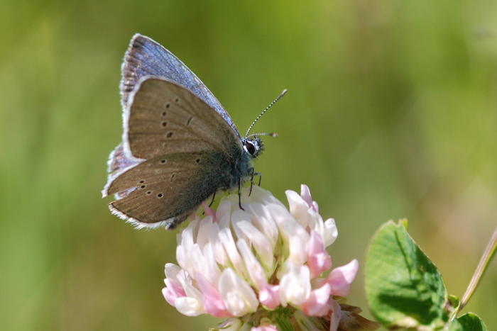 Cyaniris semiargus