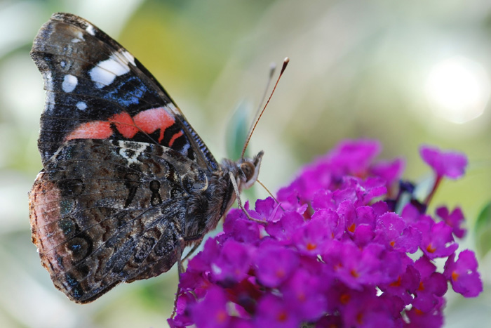 Vanessa atalanta