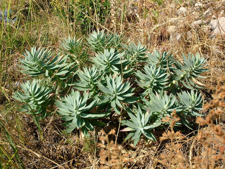 Re:euforbie calabresi  quali?