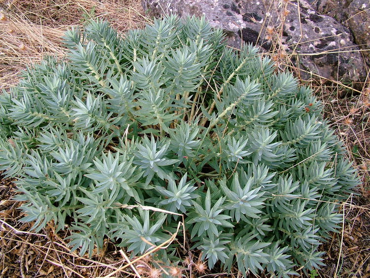 Re:euforbie calabresi  quali?