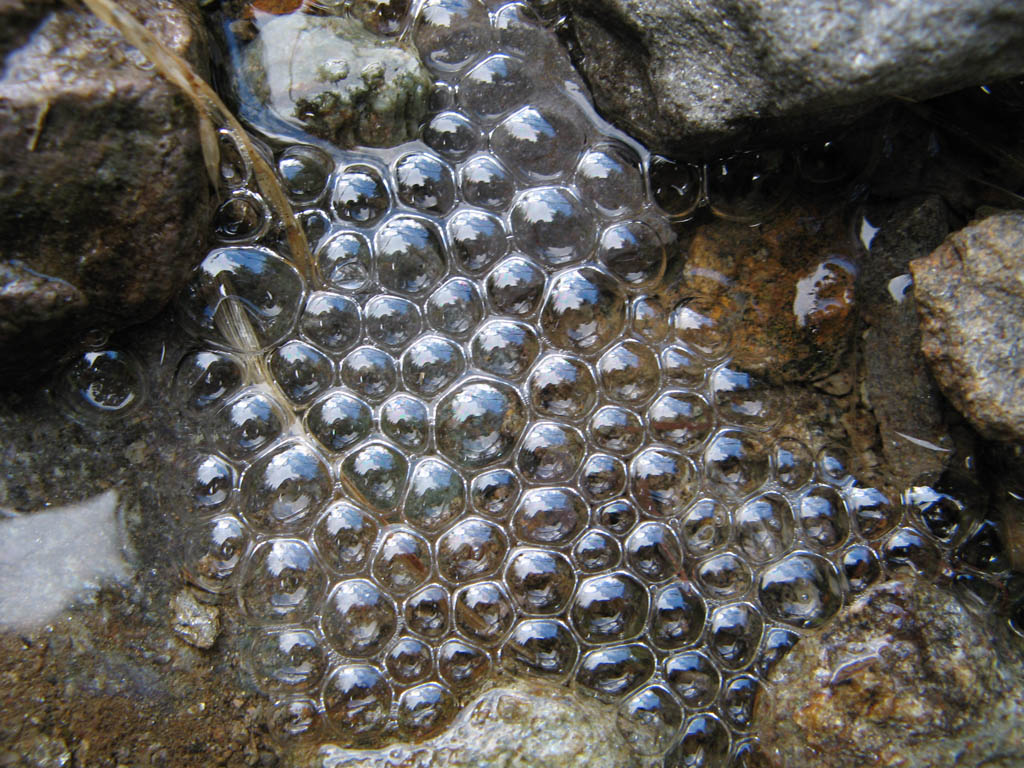 Ruscelli di montagna