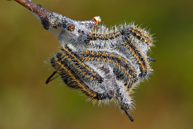 identificazione  bruchi