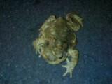 Bufo bufo nel Lazio