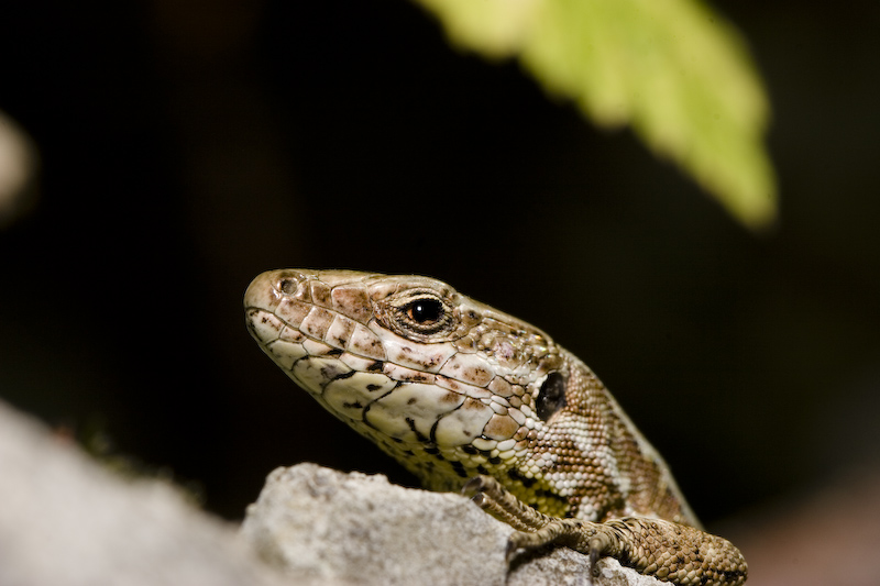 Identificazione lucertola
