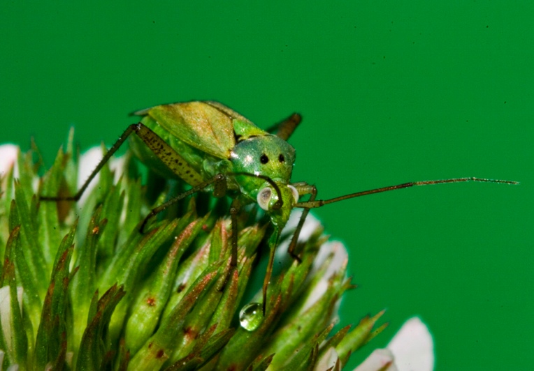 Miridae: Closterotomus norwegicus