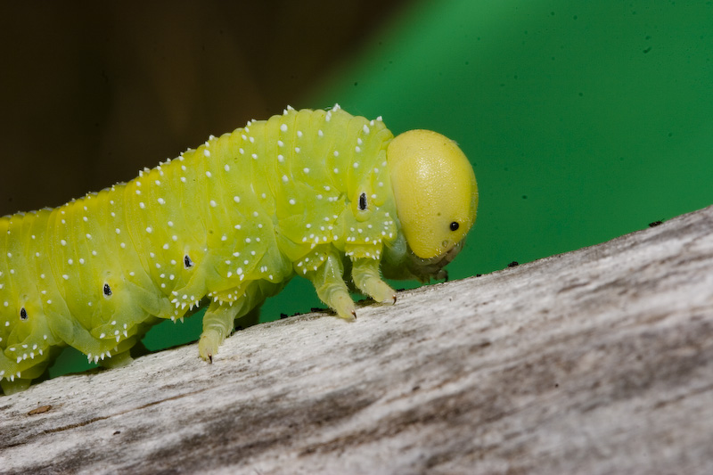 Larva di Argidae?