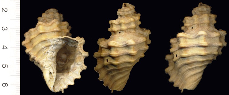 cymatium esotico?