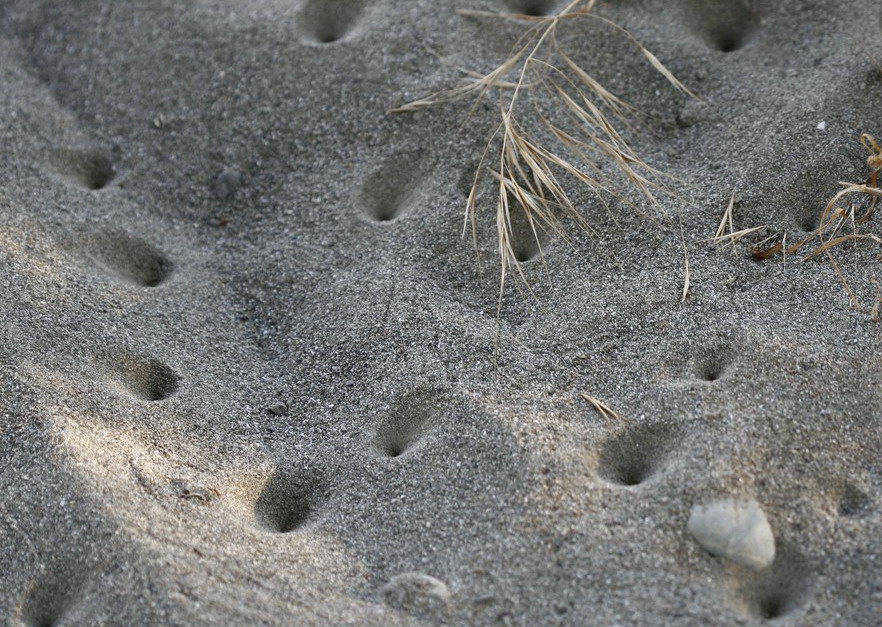buchi  nella sabbia del fiume la magra (formicaleoni)