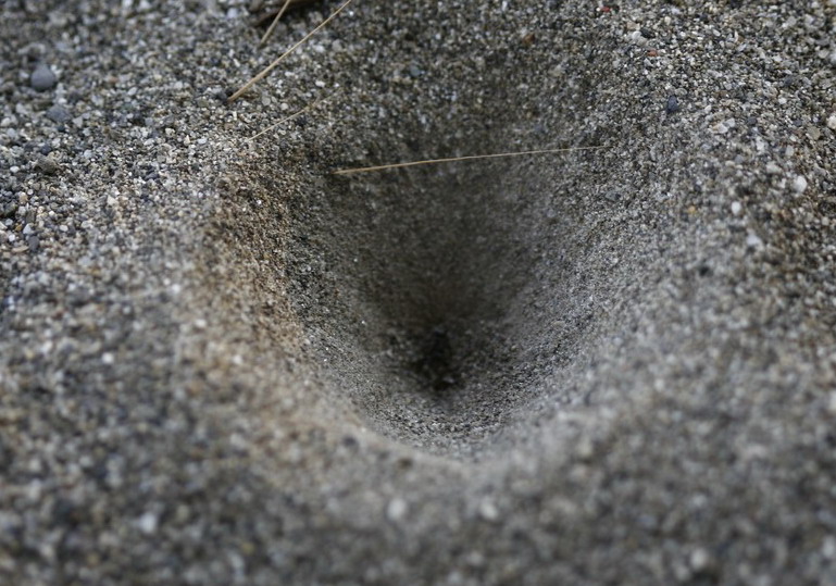 buchi  nella sabbia del fiume la magra (formicaleoni)