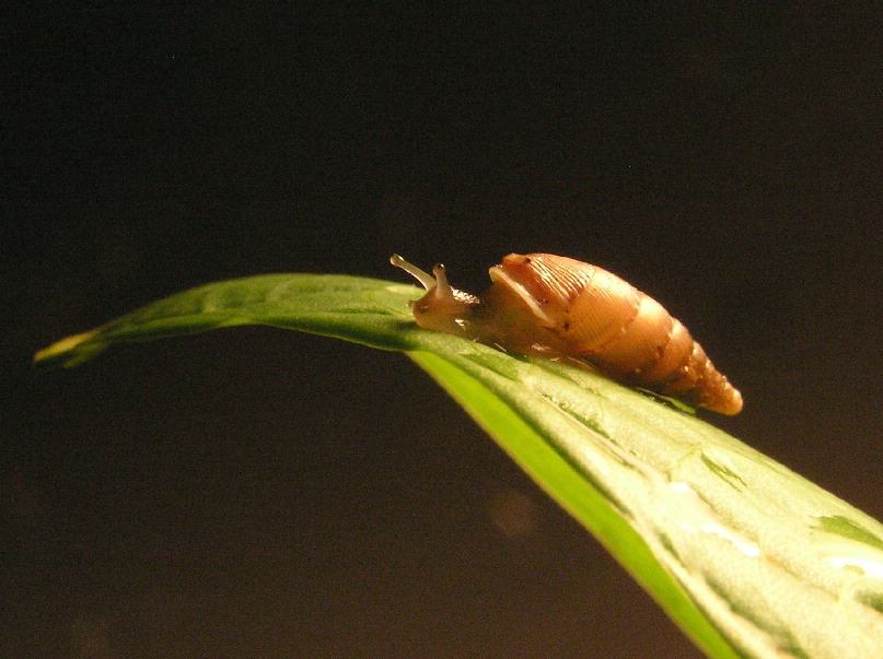 piccola clausiilidae in giardino