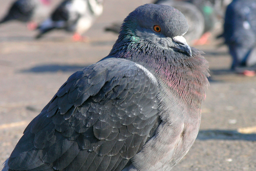 Ritratto ad una Columba livia