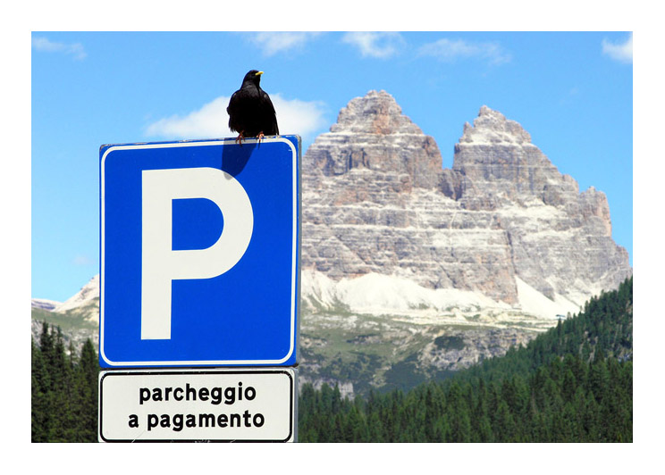 Avifauna humor