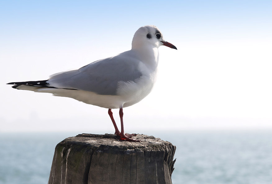 Ritratto ad un Larus