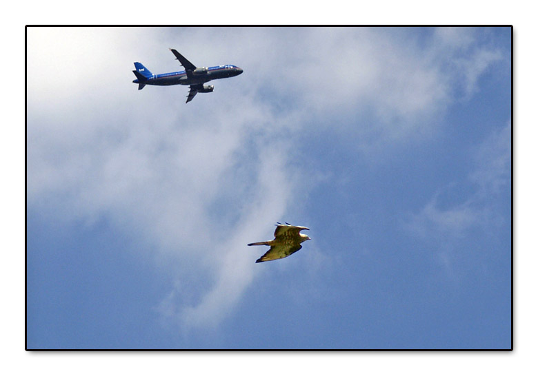 Avifauna humor