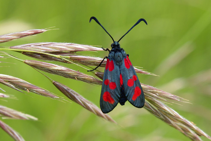 Lepidoptera dei Colli Euganei 1