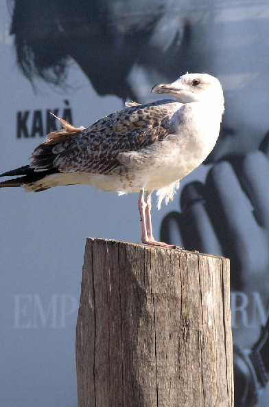 Avifauna humor