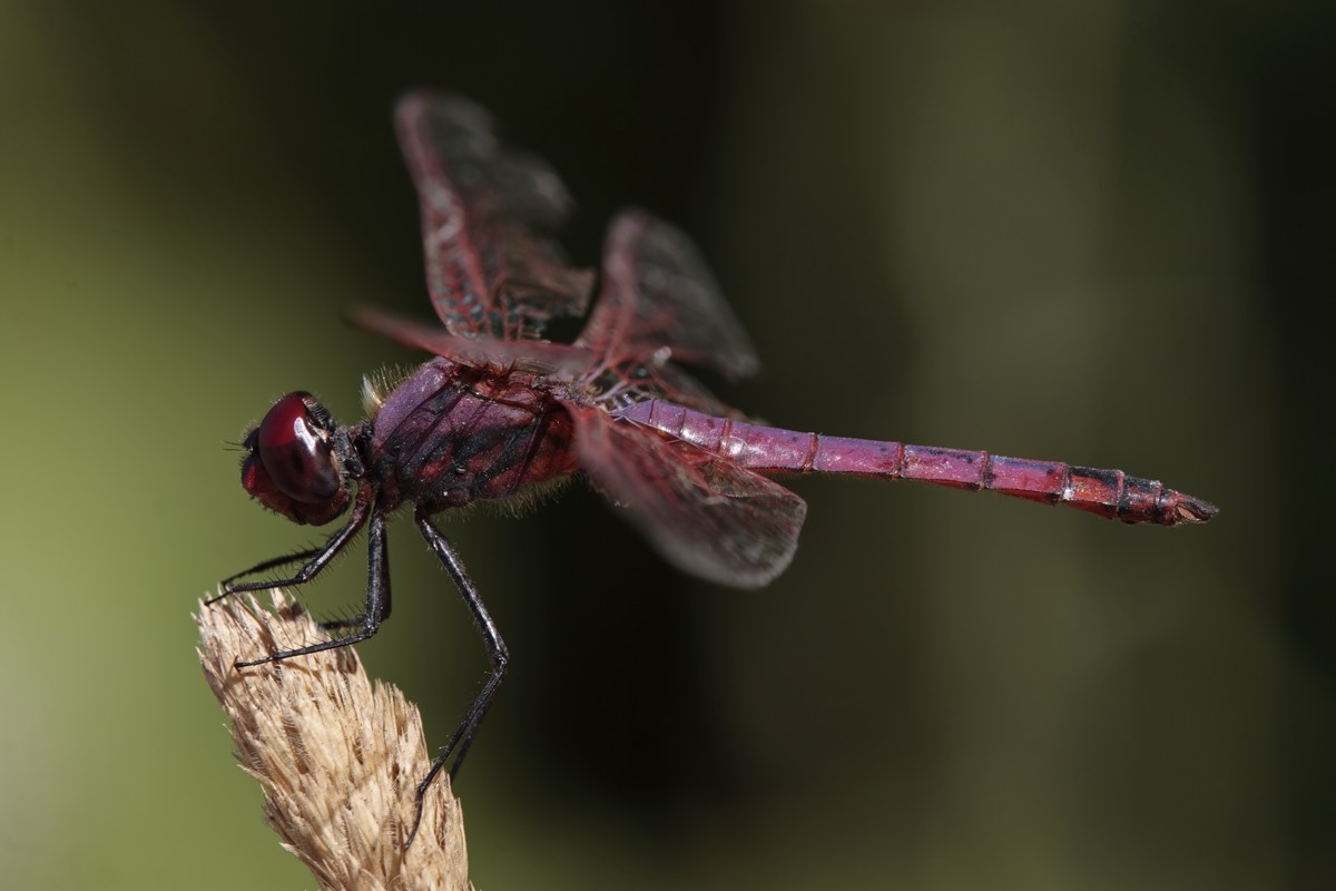 Libellula - Trithemis annulata