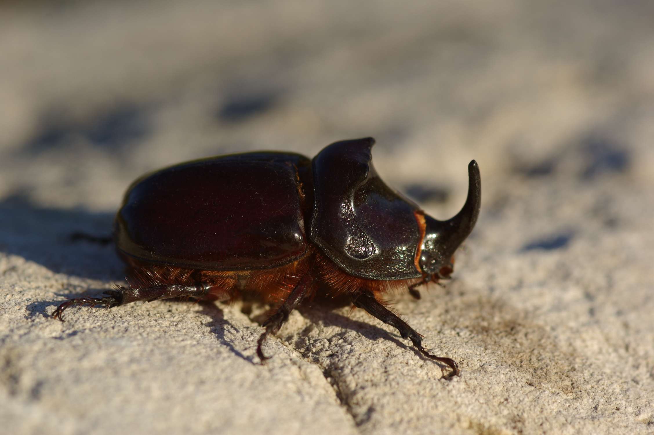 Oryctes nasicornis