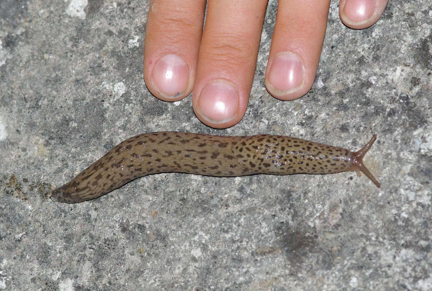 Un Limax millipunctaus (sensu Forcart) da Panni (FG)
