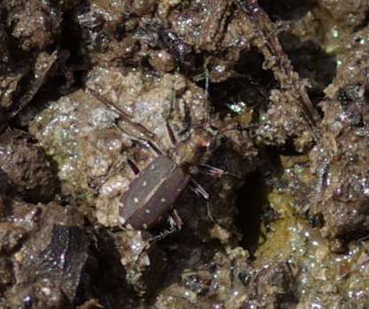 E'' un po'' mimetica Lophyridia littoralis nemoralis