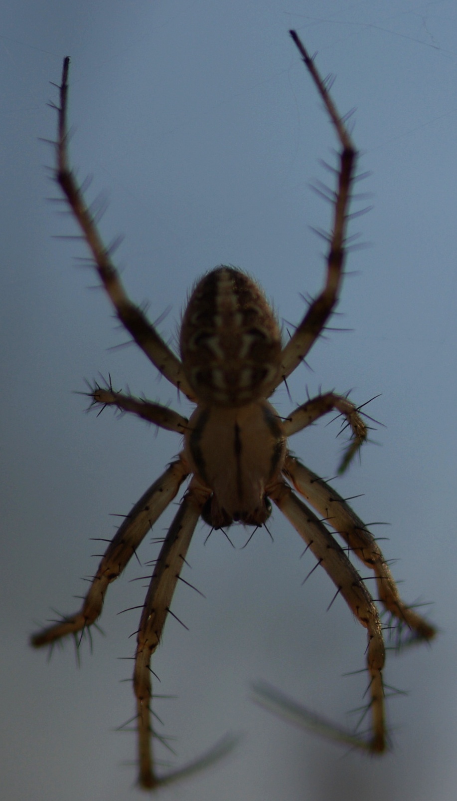Neoscona adianta