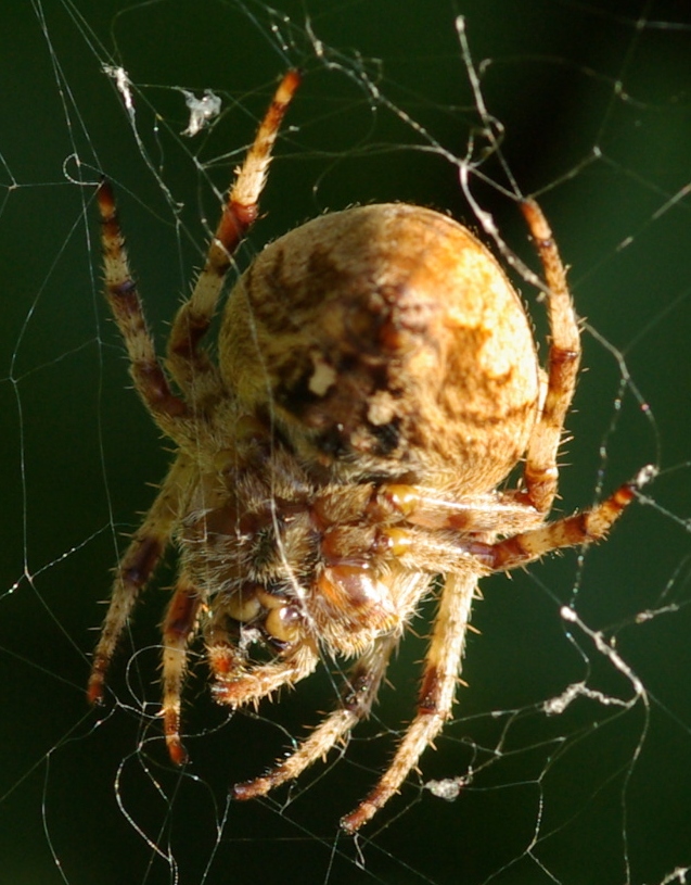 Araneidae dal subappennino
