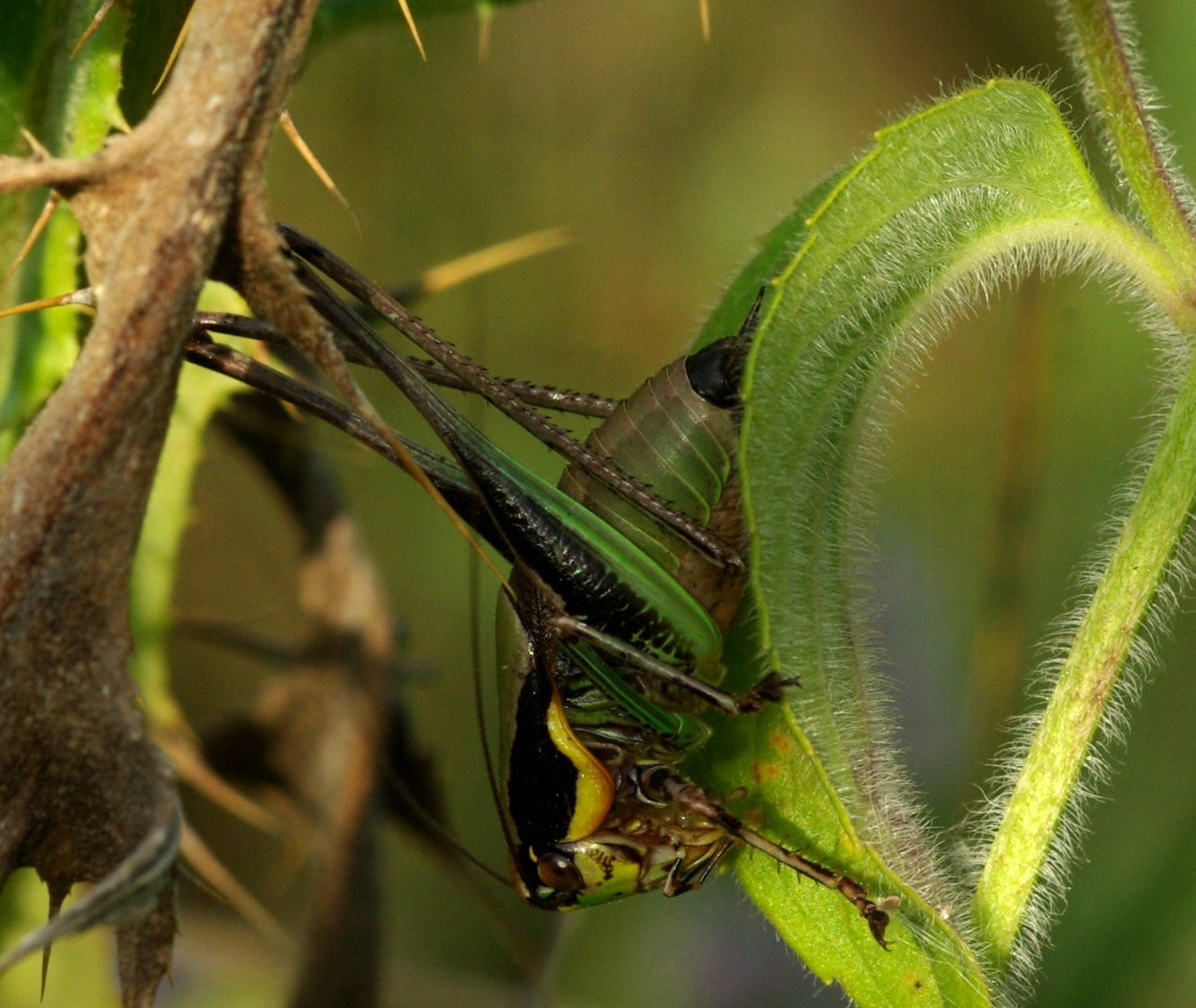 Eupholidoptera cfr. garganica