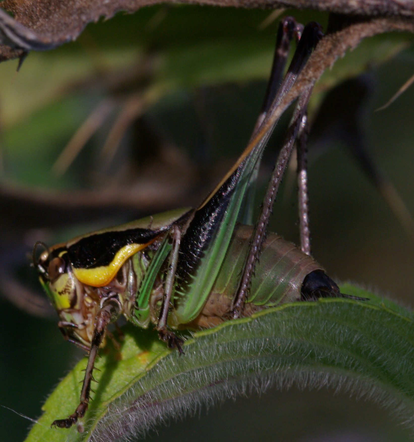 Eupholidoptera cfr. garganica