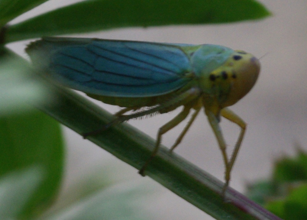 Cicadella viridis