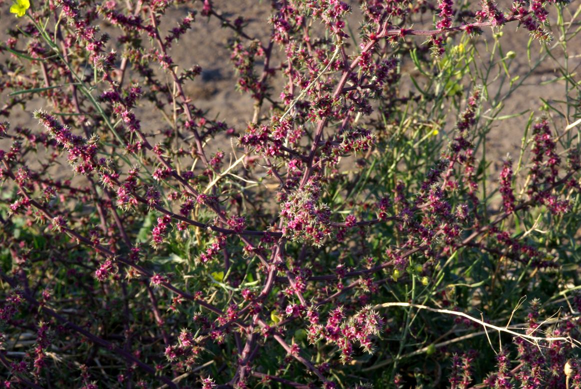 su campi in set aside - Salsola cfr. kali