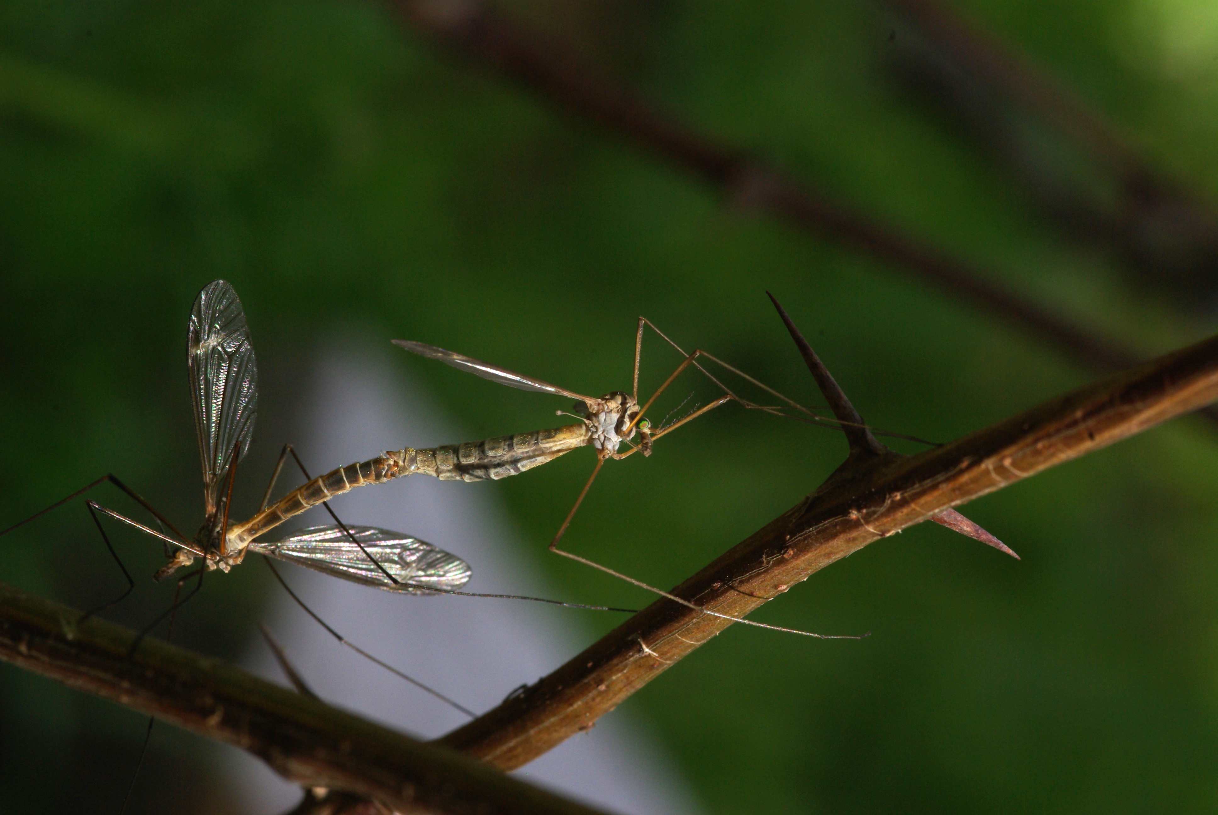 Tipula sp.