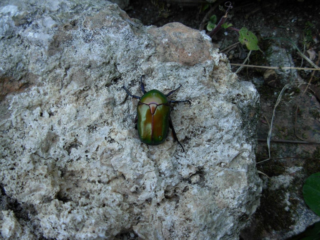 Protaetia cuprea della Sardegna