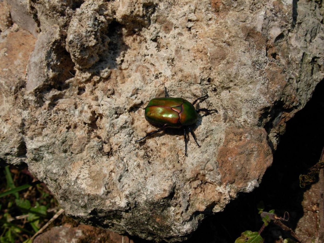 Protaetia cuprea della Sardegna