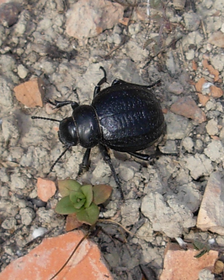 Pimelia goryi goryi