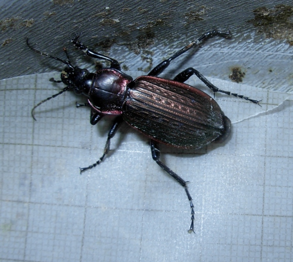 altro coleottero: Carabus morbillosus